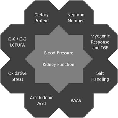 Developmental Programming of Renal Function and Re-Programming Approaches